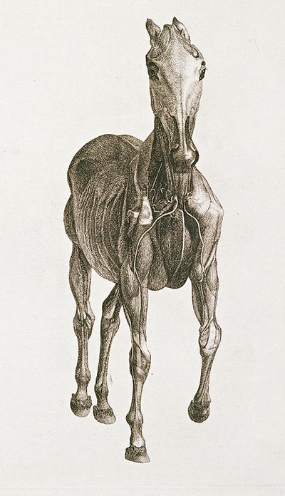 George Stubbs Drawings